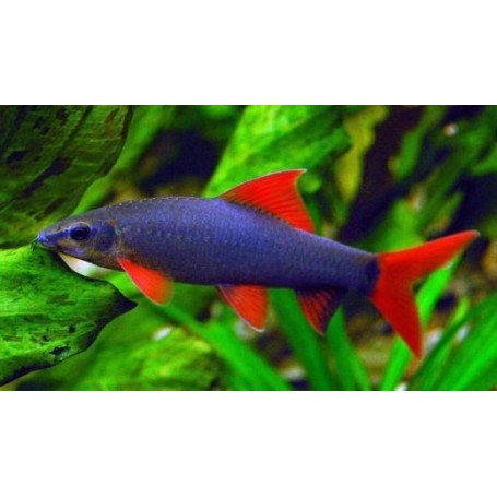 Epalzeorhynchos frenatum (LABEO ARCOIRIS) 4-5 CM