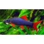 Epalzeorhynchos frenatum (LABEO ARCOIRIS) 4-5 CM