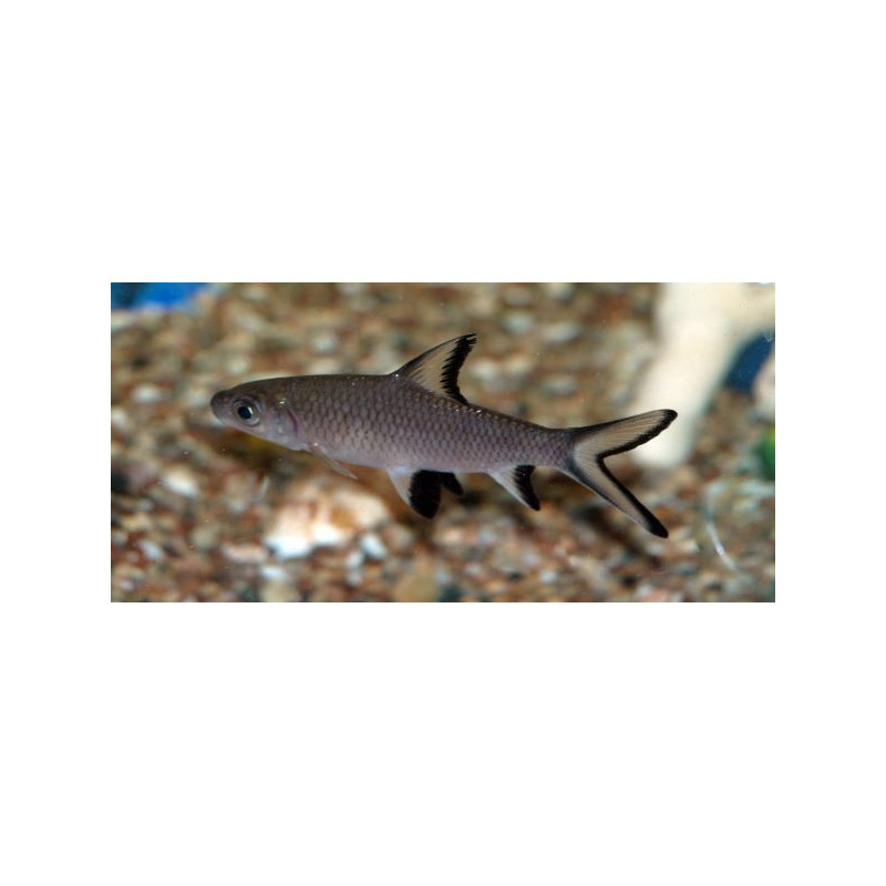 Balantiocheilos melanopterus (SILVER SHARK) 5-6 CM