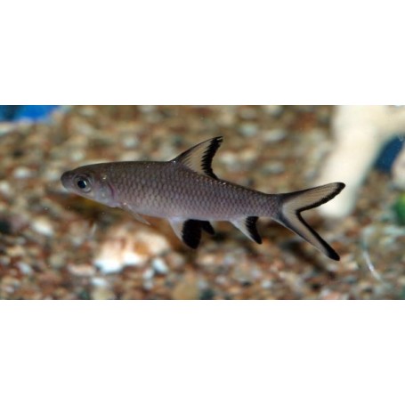 Balantiocheilos melanopterus (TIBURON PLATA) 5-6 CM