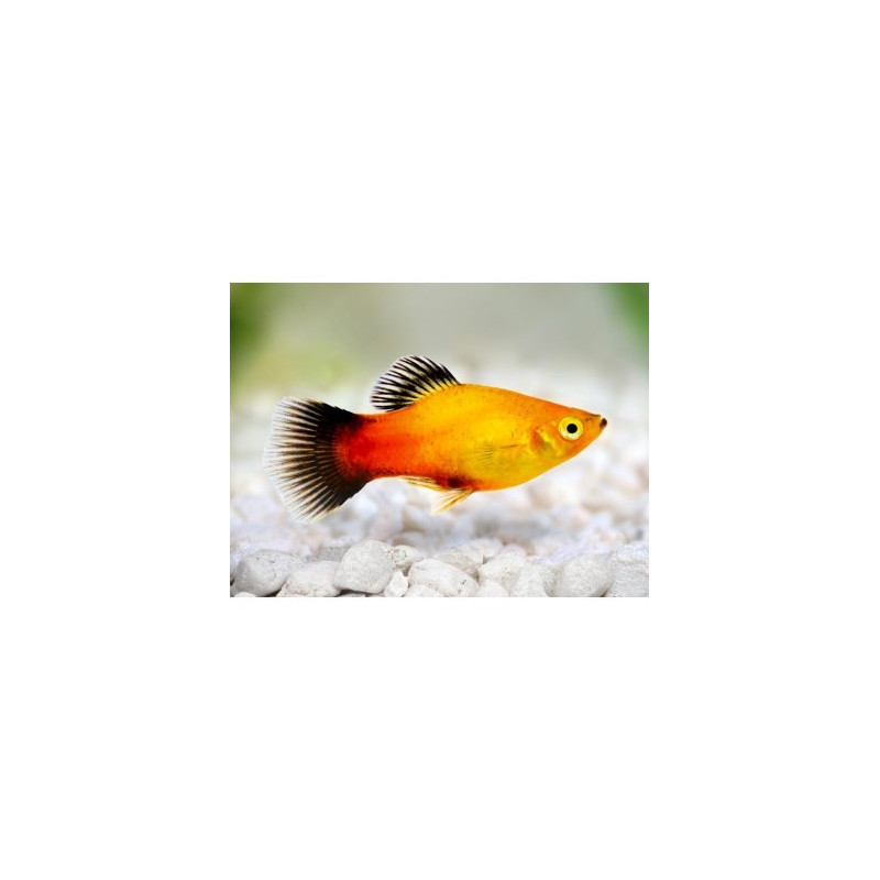 PLATY SUNSET WAGTAIL 3-3,5 CM