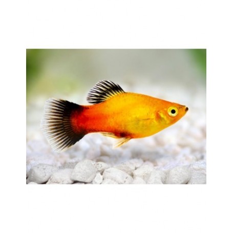 PLATY SUNSET WAGTAIL 3-3,5 CM