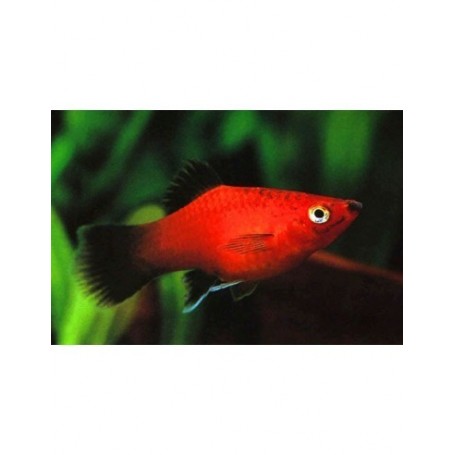 PLATY CORAL ROJO WAGTAIL 3,5-4 CM