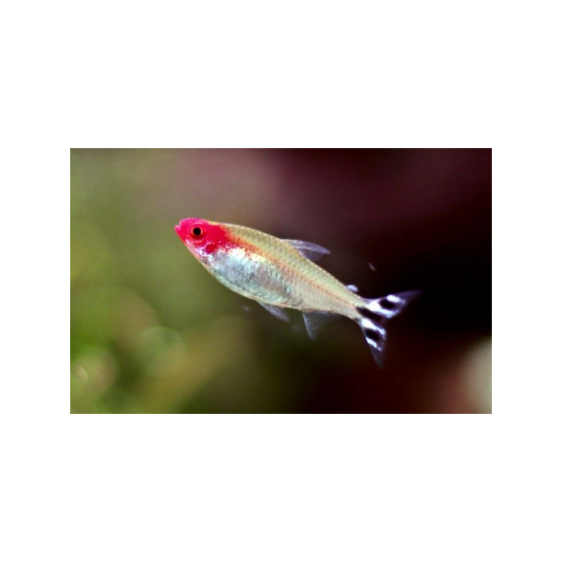 Hemigrammus bleheri (BORRACHITO) 2,5- 3 CM