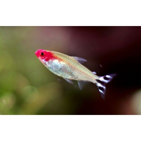 Hemigrammus bleheri (BORRACHITO) 2,5- 3 CM
