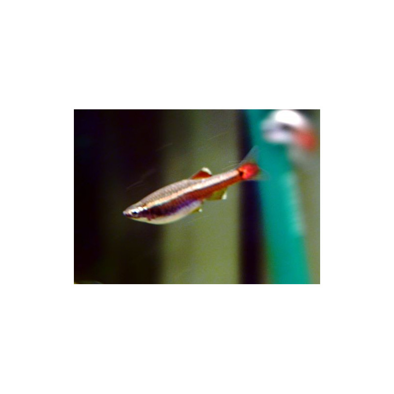 NEON CHINO SUPERCOLOR