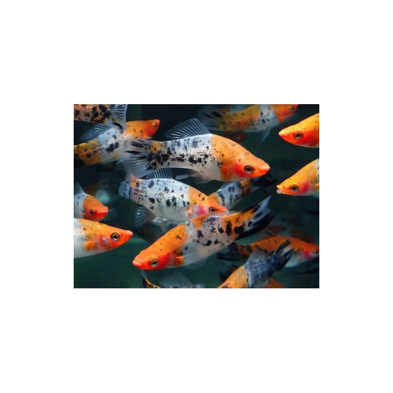 XIPHO TRICOLOR HIGH QUALITY 4-5 CM