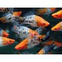 XIPHO TRICOLOR HIGH QUALITY 4-5 CM