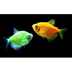 Gymnocorymbus ternetzi (COLORFUL TETRA) 4.5 CM