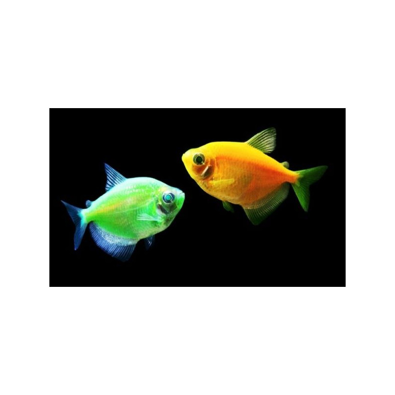 Gymnocorymbus ternetzi (COLORFUL TETRA) 4.5 CM