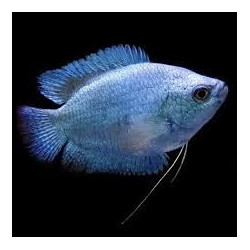 COBALT MALE GOURAMI 4 - 5 CM