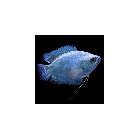 COLISA COBALTO MACHO 4 - 5 CM