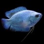 COLISA COBALTO MACHO 4 - 5 CM