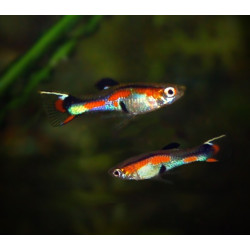GUPPY ENDLER MALE 2 CM HIGH QUALITY