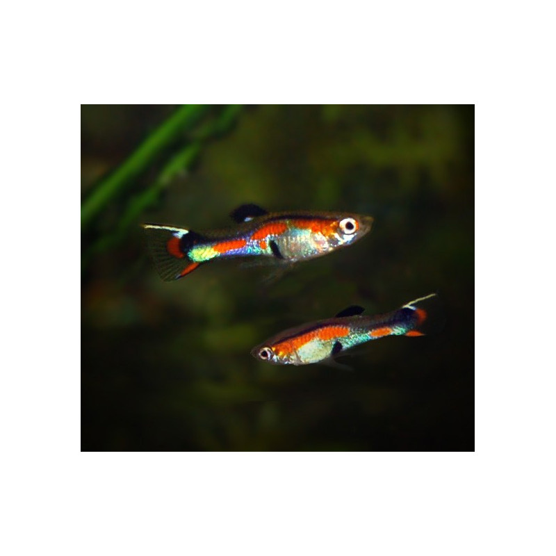 GUPPY ENDLER MACHO 2 CM HIGH QUALITY