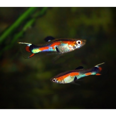 GUPPY ENDLER MACHO 2 CM HIGH QUALITY