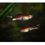 GUPPY ENDLER MACHO 2 CM HIGH QUALITY