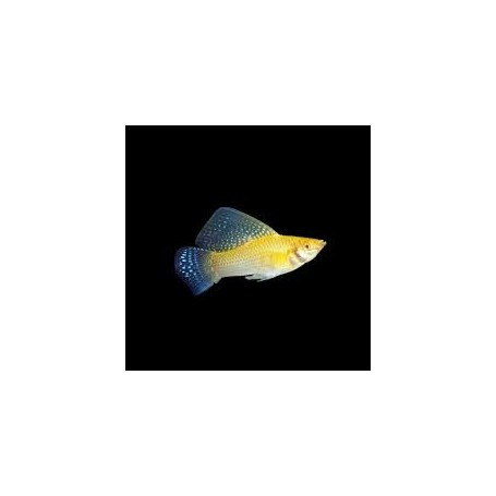 MOLLY VELIFERA SURTIDO HIGH QUALITY 1,5 - 2 CM