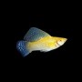 MOLLY VELIFERA SURTIDO HIGH QUALITY 1,5 - 2 CM