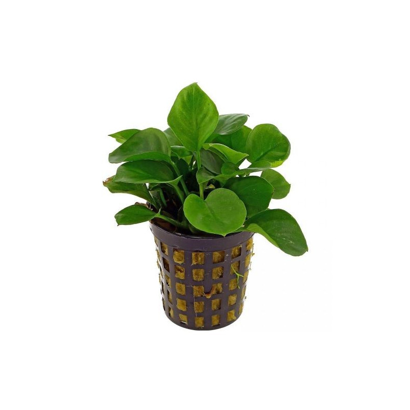 ANUBIA NANA COIN (ANUBAS BARTERI)