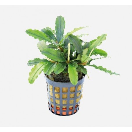 Bucephalandra Theia 5 cm