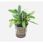 Bucephalandra Theia 5 cm
