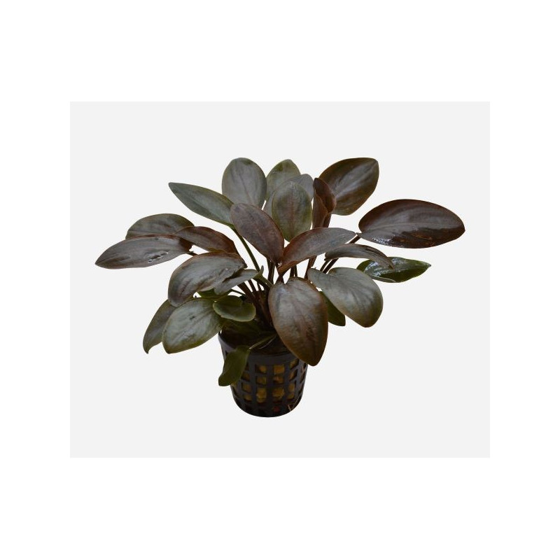 Lagenandra meeboldii