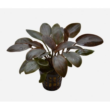 Lagenandra meeboldii