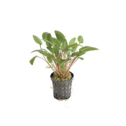 Cryptocoryne Wendtii Green 5 cm