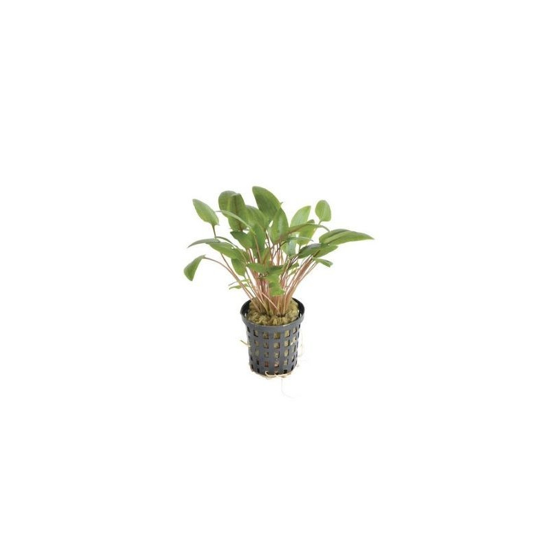 Cryptocorine Wendtii Green 5 cm