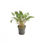Cryptocorine Wendtii Green 5 cm