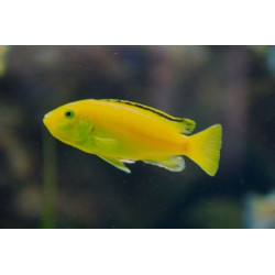 ELECTRIC LEMON CICHLID
