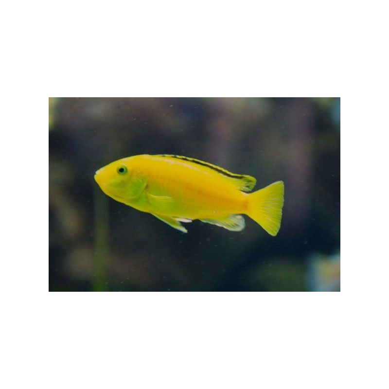 CICLIDO ELECTRIC LEMON