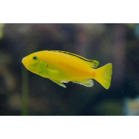 CICLIDO ELECTRIC LEMON