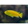 CICLIDO ELECTRIC LEMON