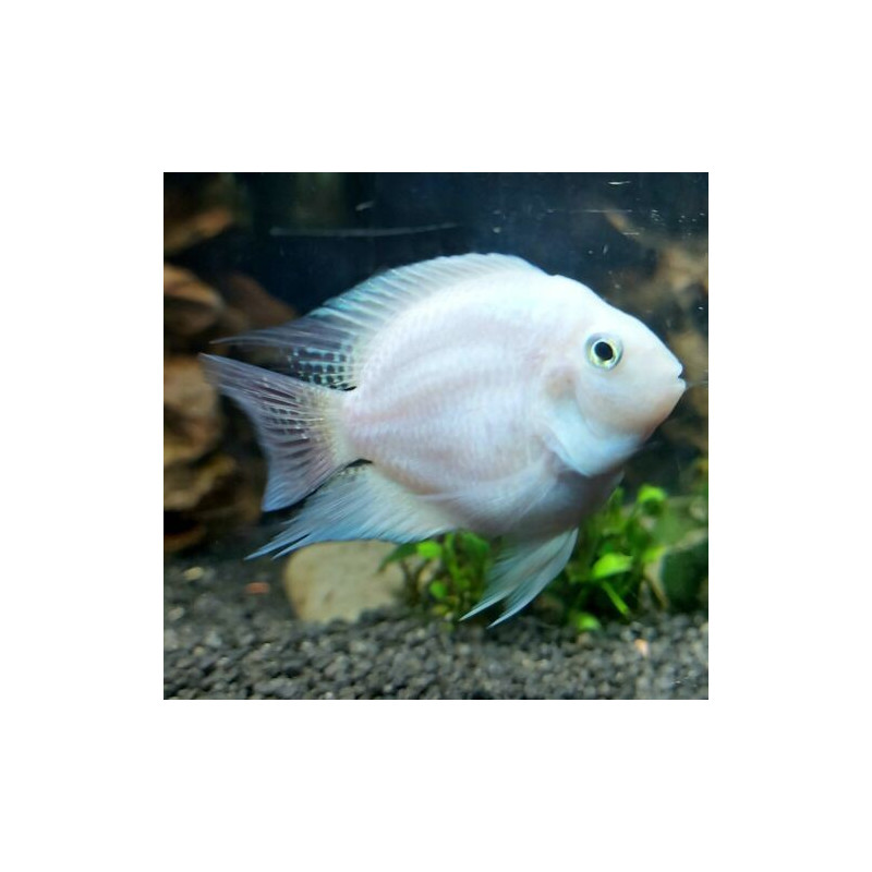 WHITE PARROT CICHLID 8-10 CM