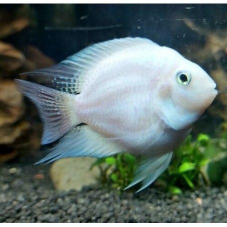 CICLIDO LORO BLANCO