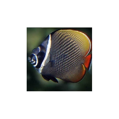 CHAETODON COLLARE