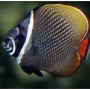 CHAETODON COLLARE