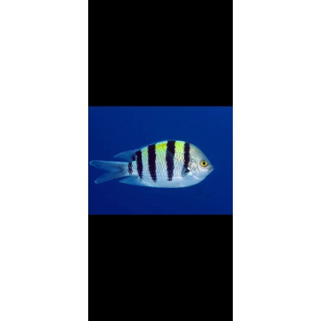 ABUDEFDUF SEXFACIATUS