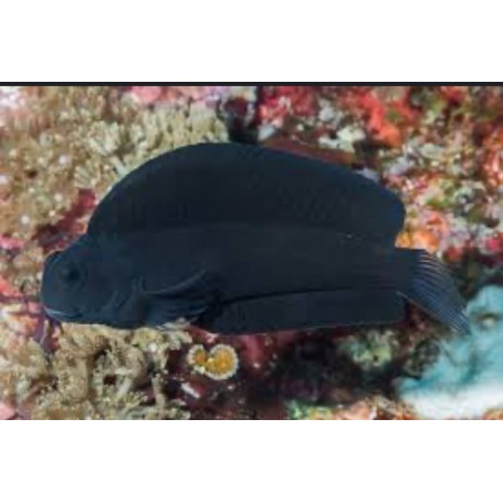 Astrosalaria Fuscus