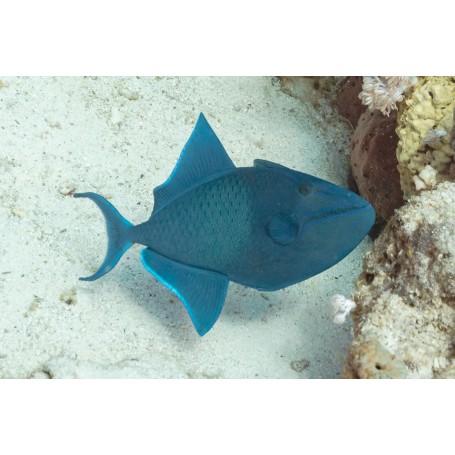 Odonus niger ME