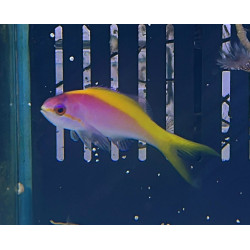 ANTHIAS EVANSI