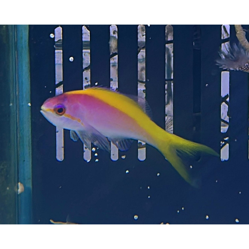 ANTHIAS EVANSI
