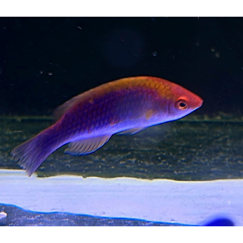 Cirrhilabrus lubbocki