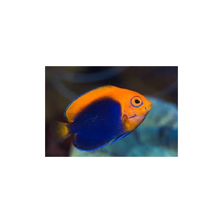 CENTROPYGE ACANTHOPS