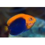 CENTROPYGE ACANTHOPS