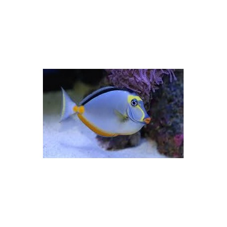 NASO LITURATUS