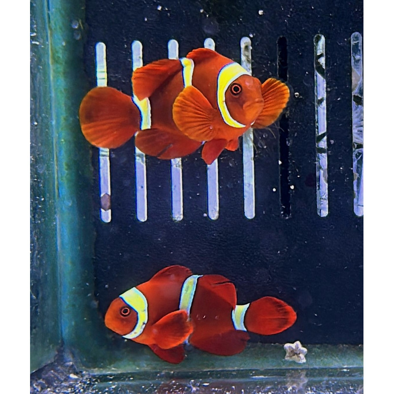 PREMMAS BIACULEATUS GOLDEN STRIPE (PAREJA)