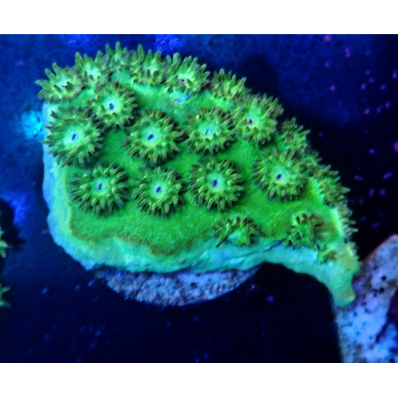 TURBINARIA PELTATA FRAG